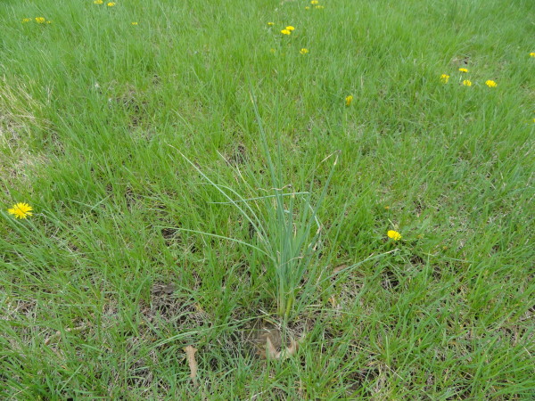 Removing Onion Weed From Your Lawn, Does Roundup Kill Onion Grass