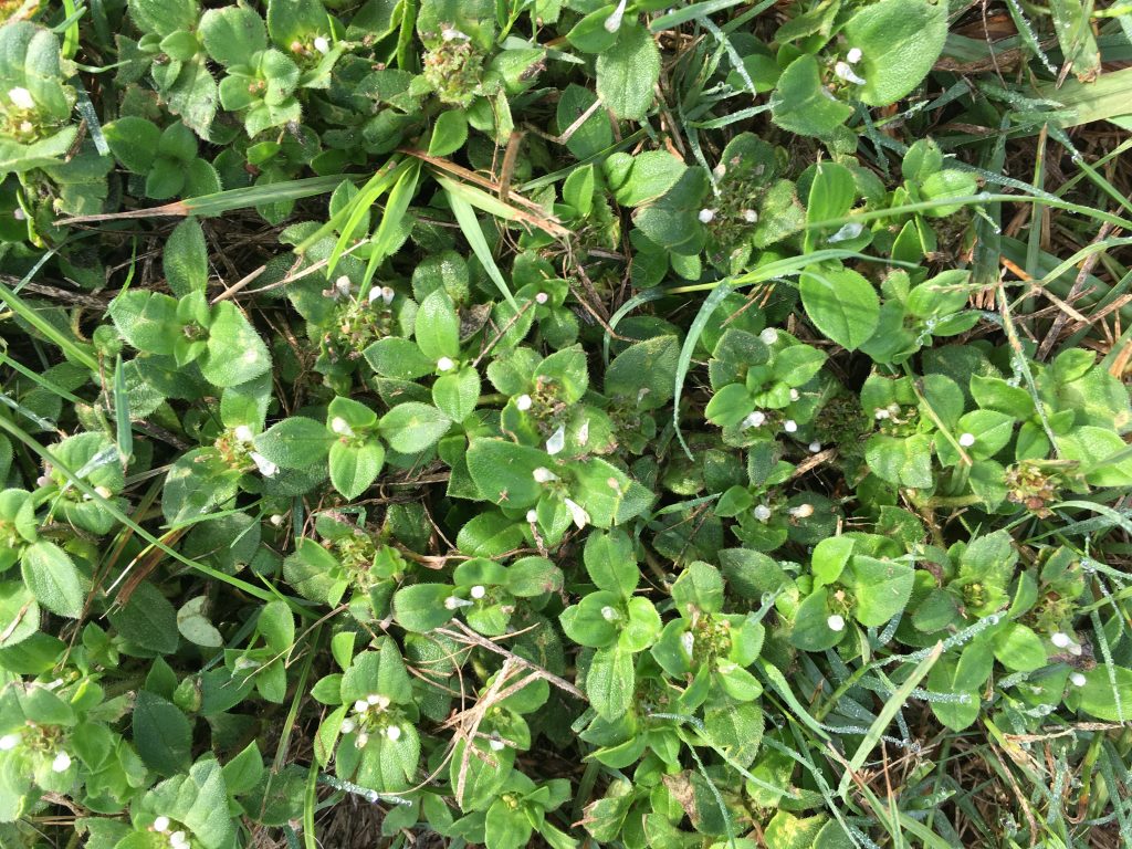 Chickweed