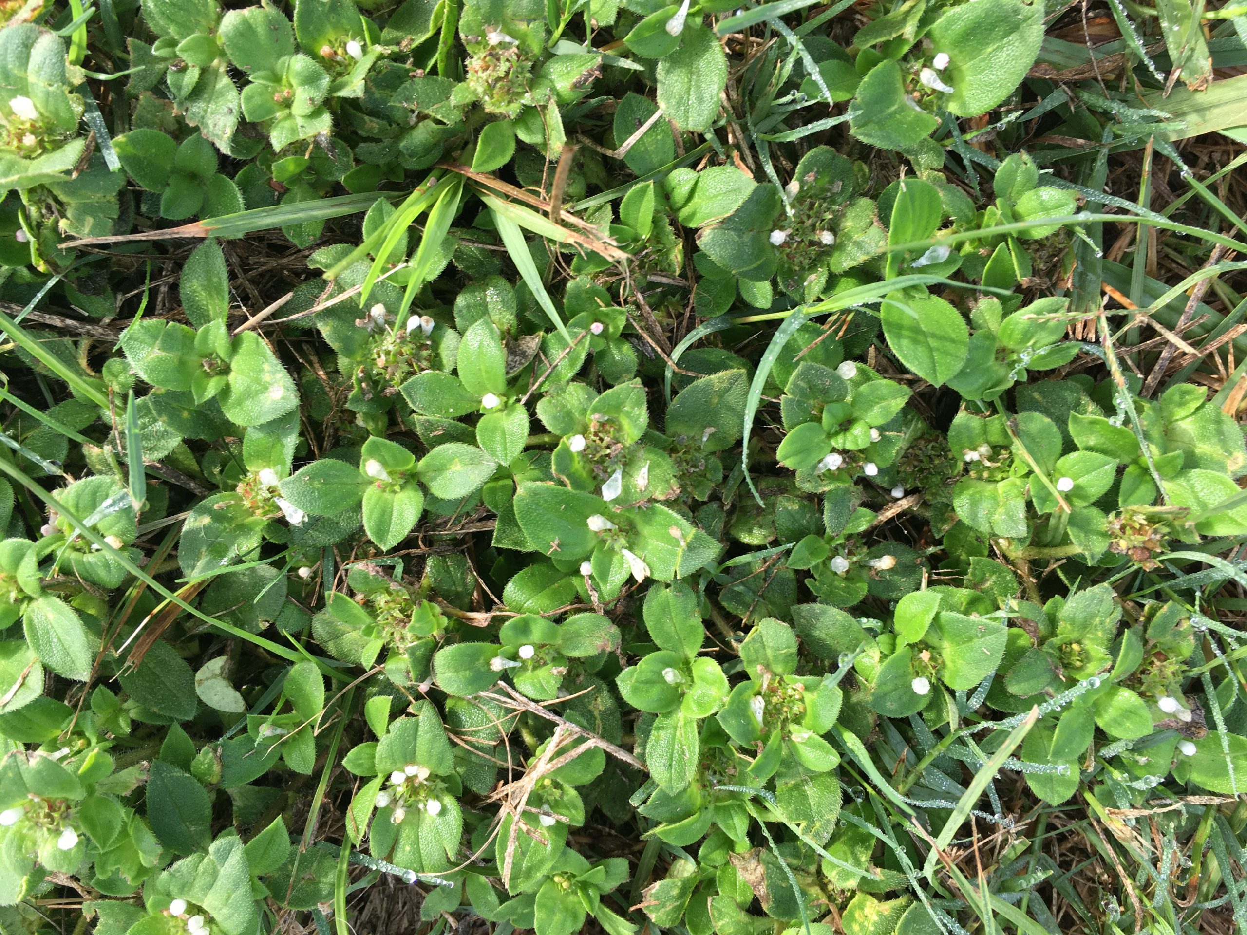 How to Remove Chickweed in Lawn