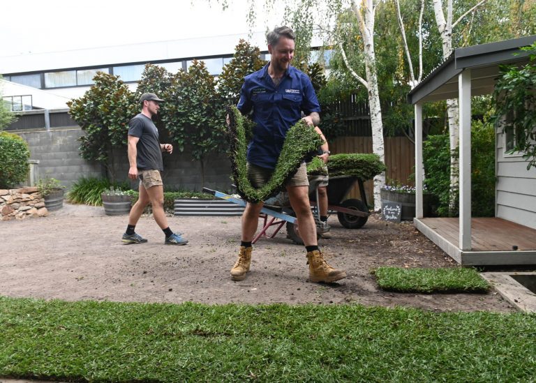 Can you grow buffalo grass from seed myhometurf