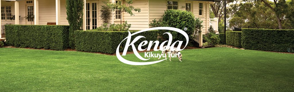 Kenda Kikuyu turf