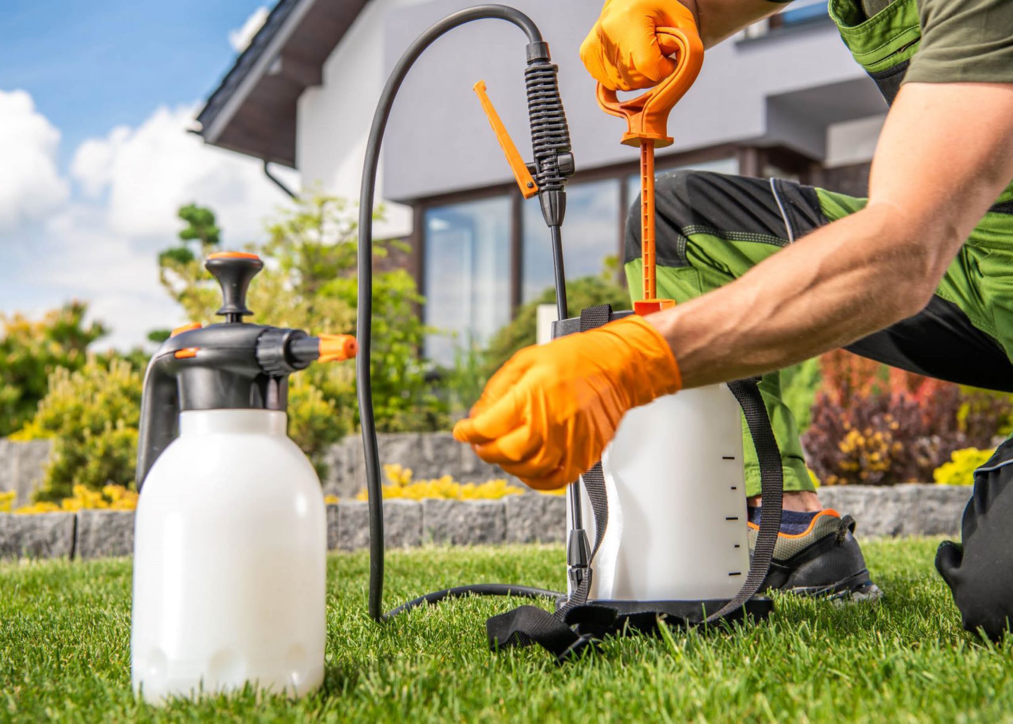 How to Remove Fleabane Weed from Your Lawn | myhomeTURF - Replacing Harmful Weed Killers Lawn