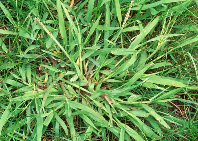 Weed in lawn