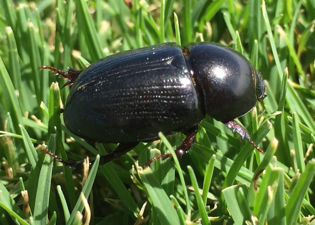 How to Defeat Lawn Grubs