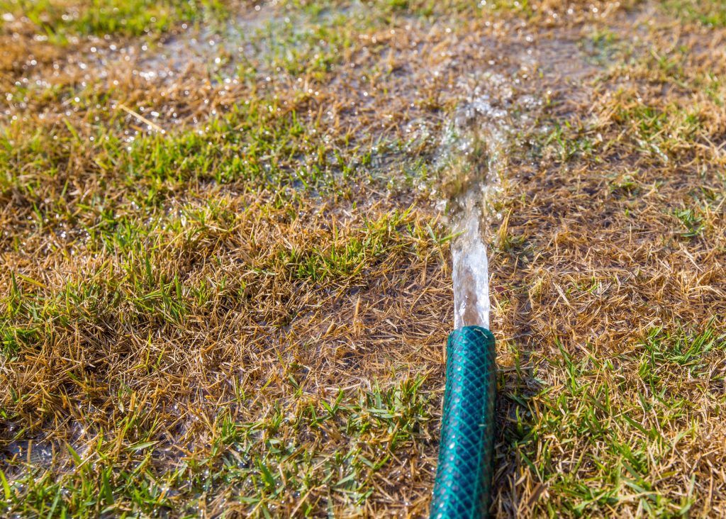 Watering clearance new turf