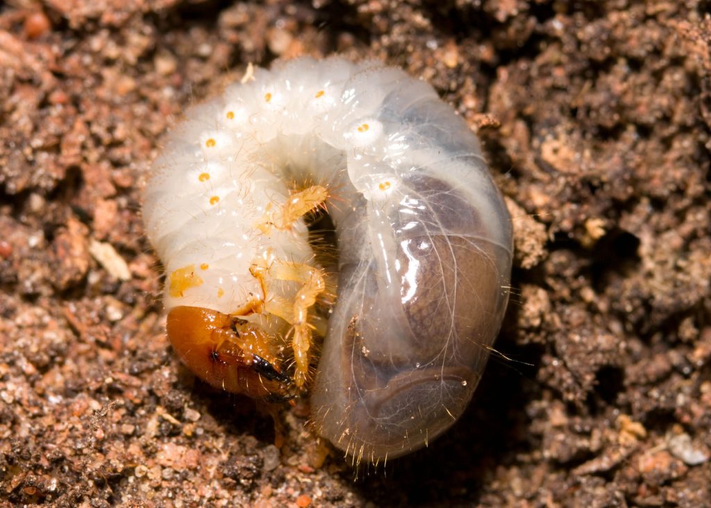How to Get Rid of White Curl Grubs in Your Lawn