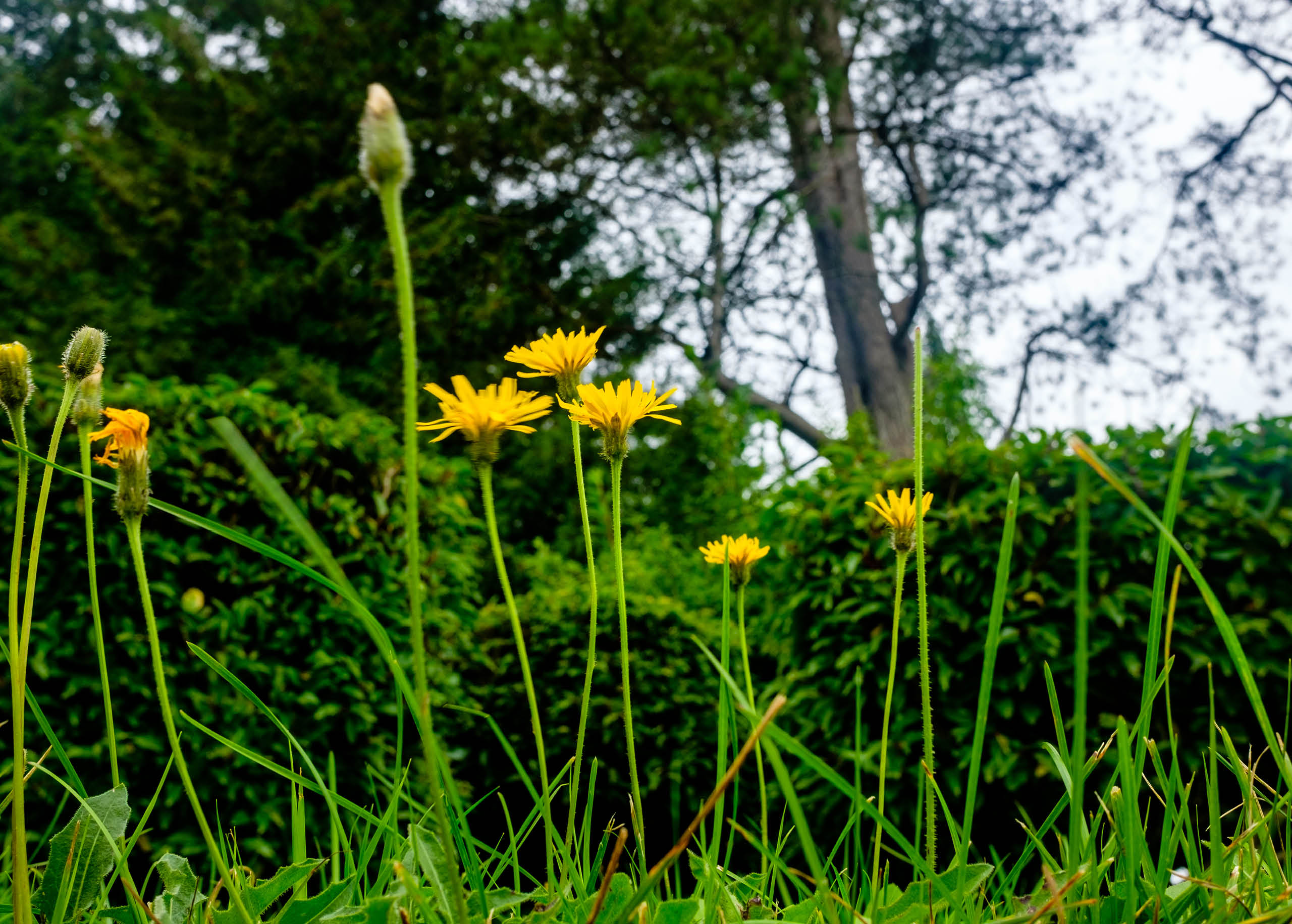 Image of Cats ear weed plant that has been pulled out of the ground