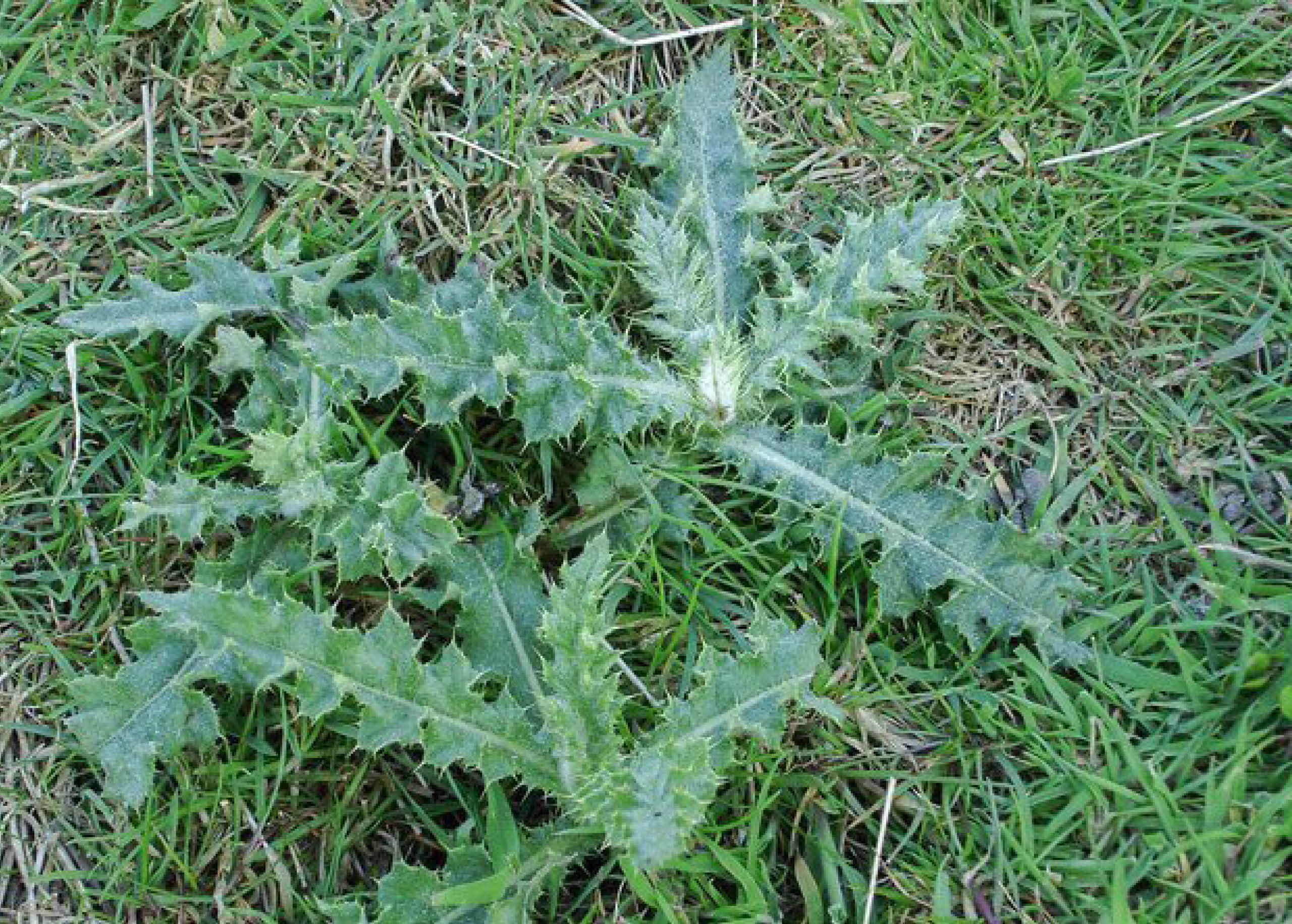 Image of Thistle weed