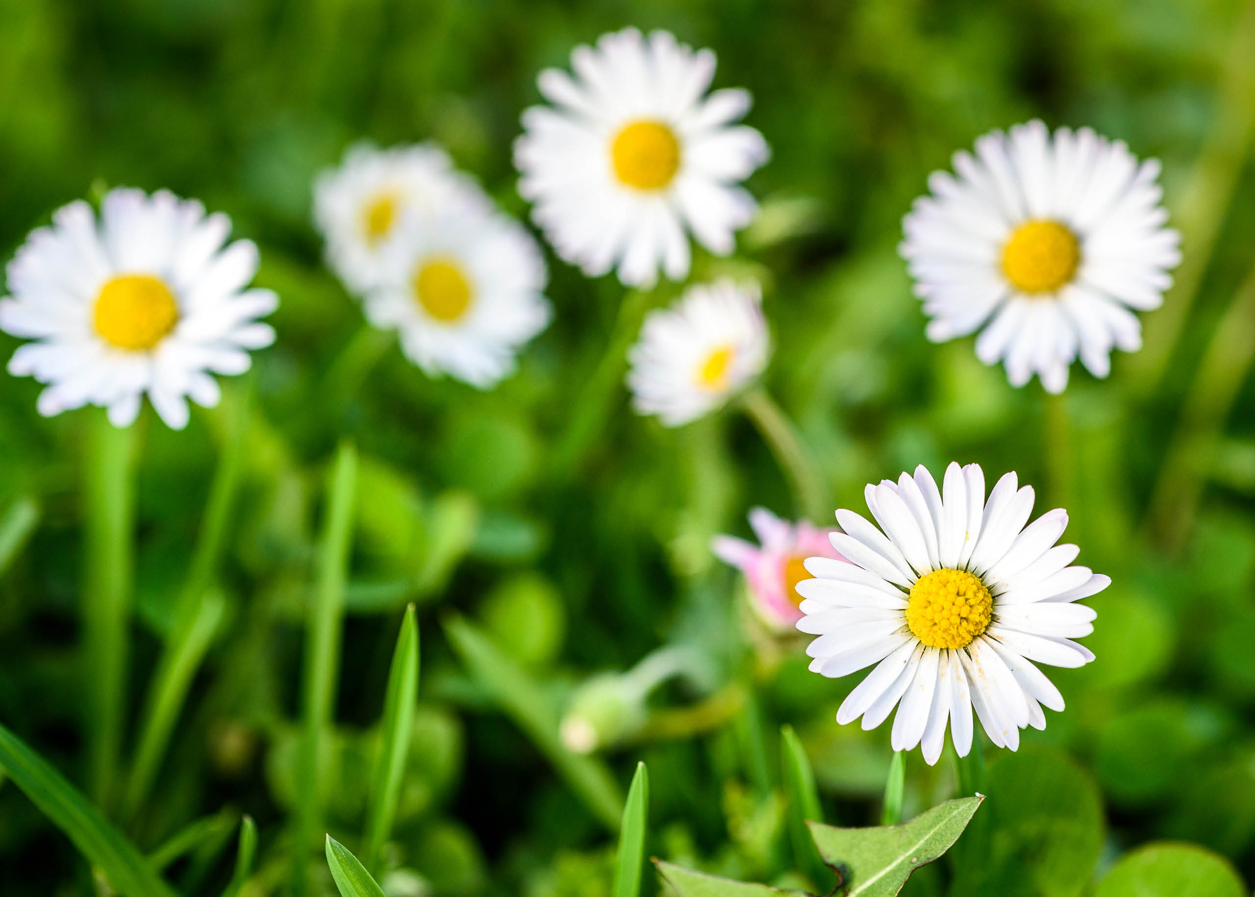 How Can I Get Rid of Daisies in my Lawn myhomeTURF