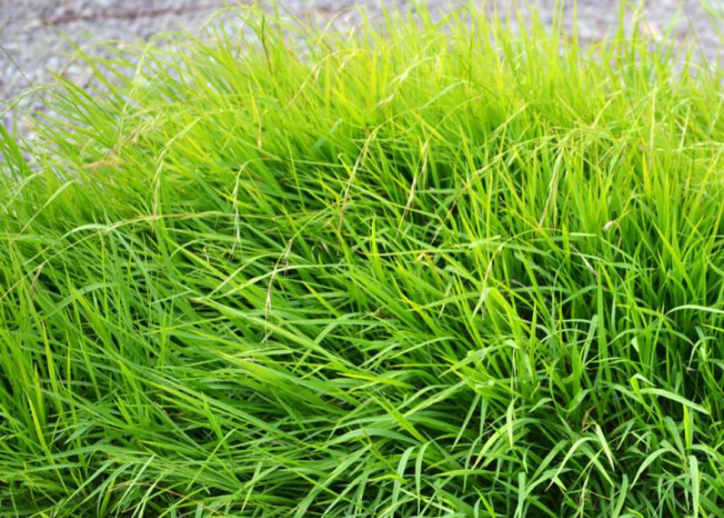 Weeping Grass Lawns: A Quick Guide | myhomeTURF