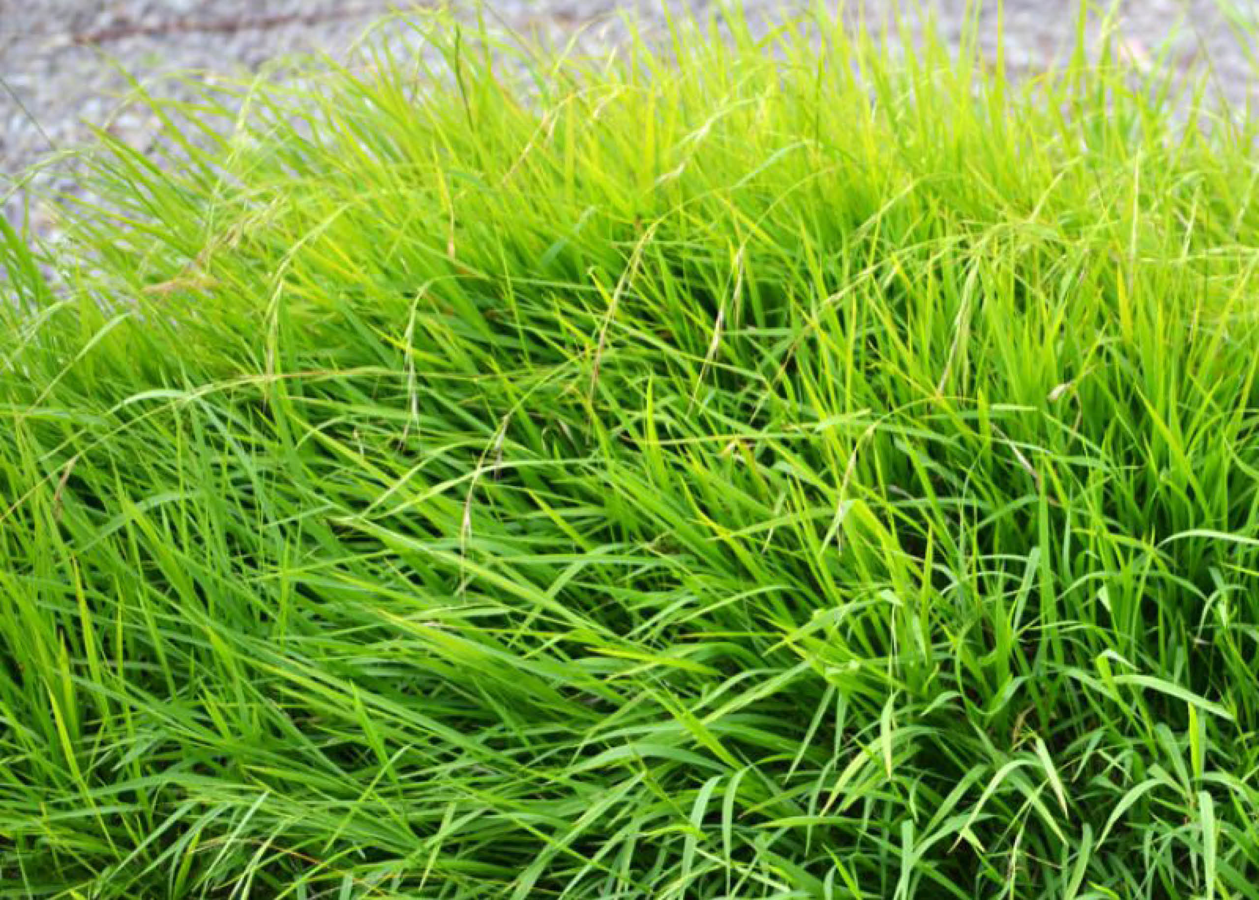 Weeping Grass Lawns A Quick Guide myhomeTURF