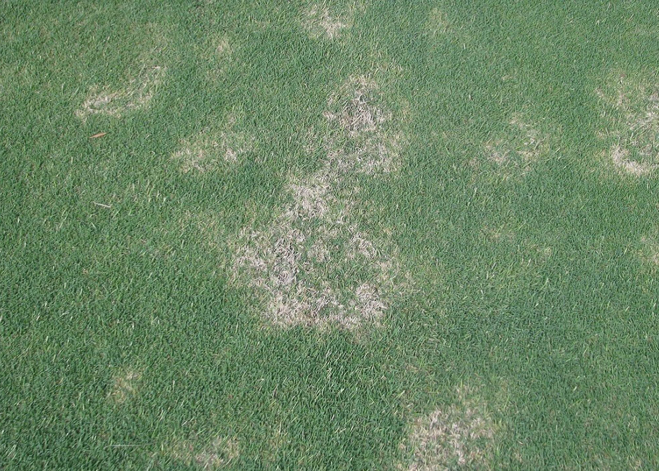 How to Treat Curvularia in Your Lawn