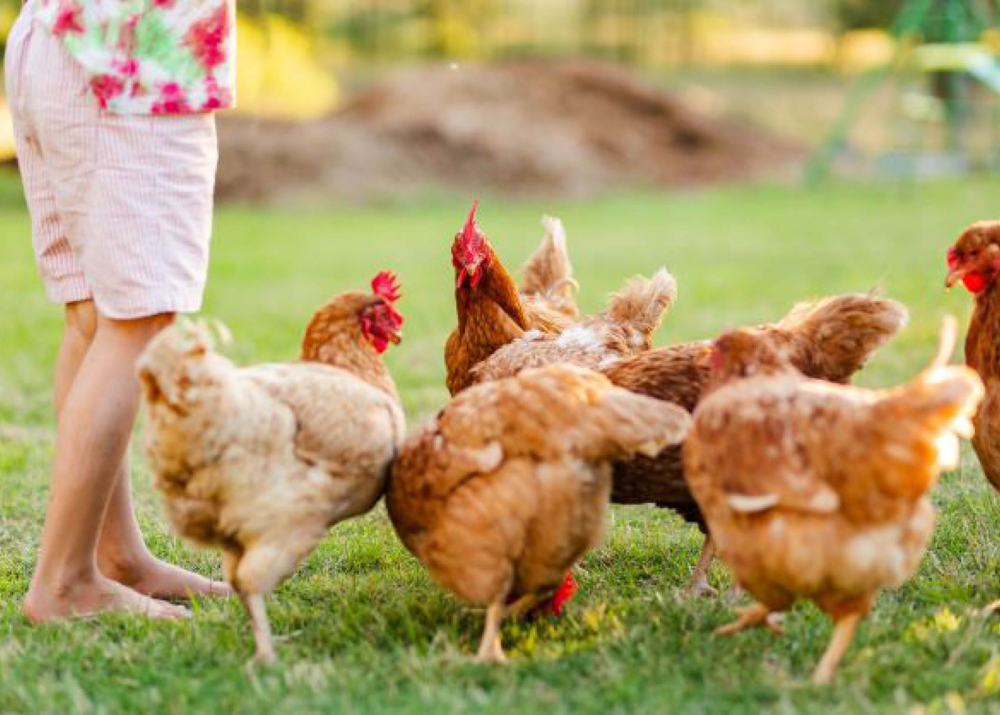 6 Ways to Protect Your Lawn from Chickens | myhomeTURF