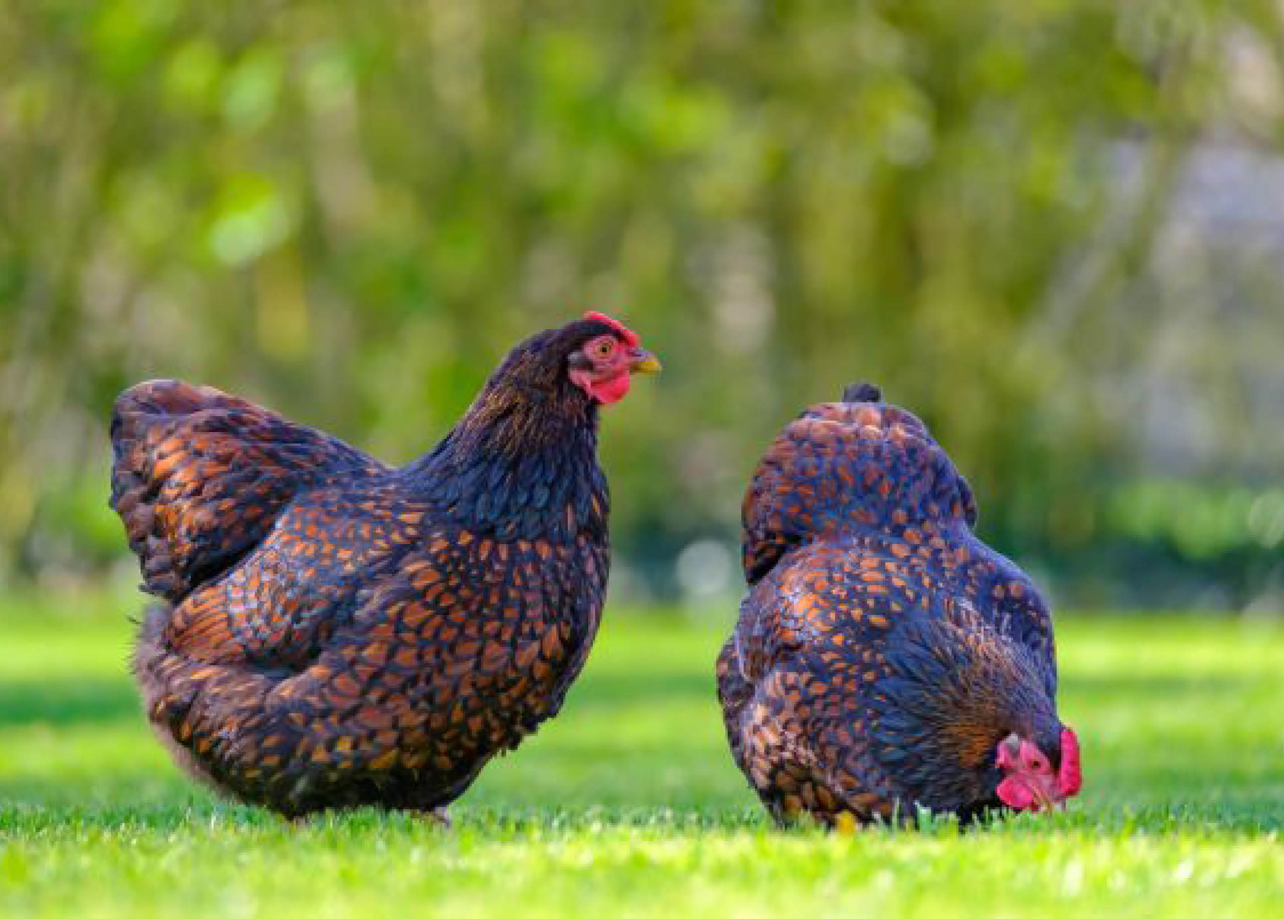 6 Ways to Protect Your Lawn from Chickens | myhomeTURF