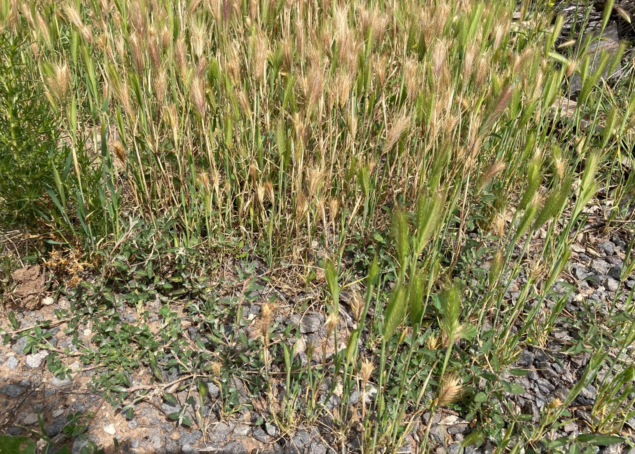 what-are-annual-weeds-myhometurf