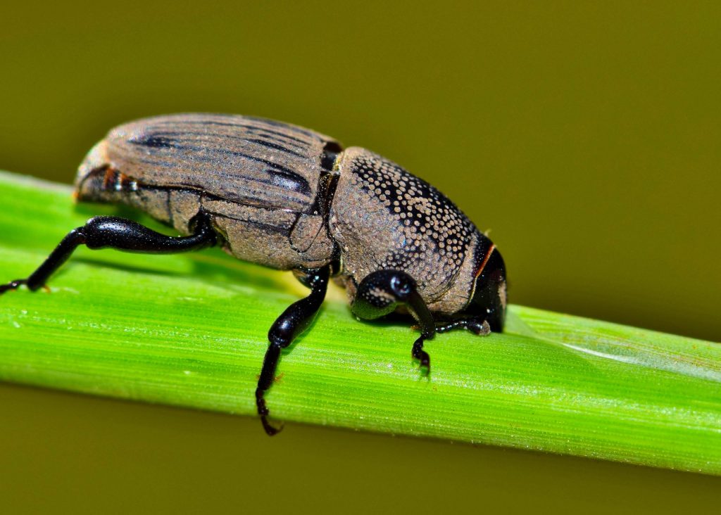 How to Get Rid of Garden Weevils in Your Garden