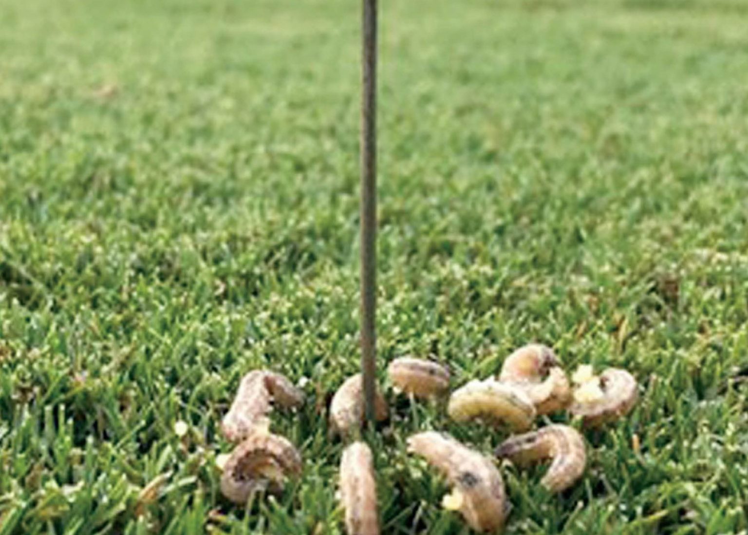 5 Signs Your Lawn has a Grub Problem myhomeTURF