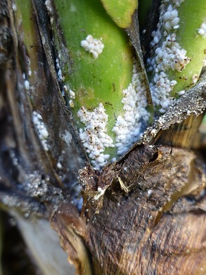 mealybug infestation