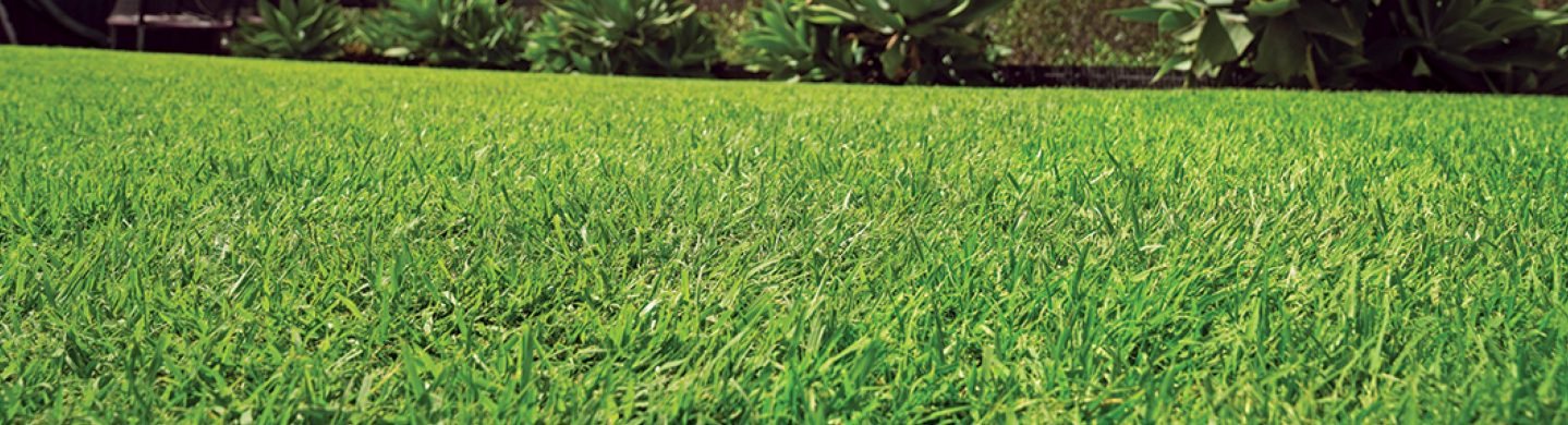 Empire zoysia lawn