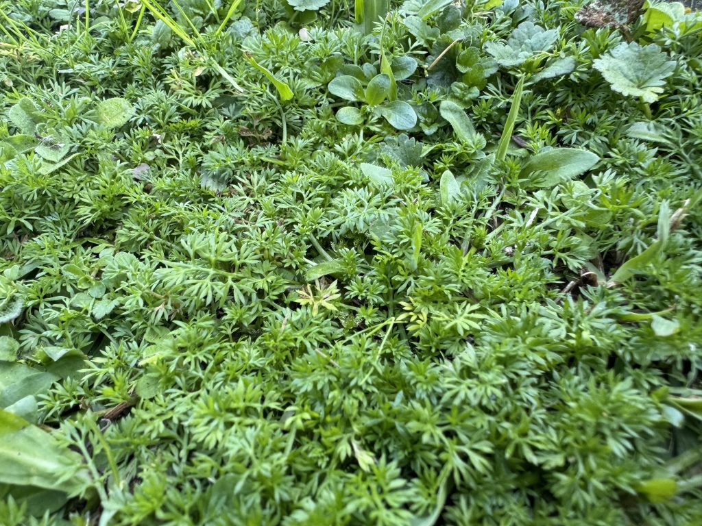 Bindii (Jo-Jo Weed) 