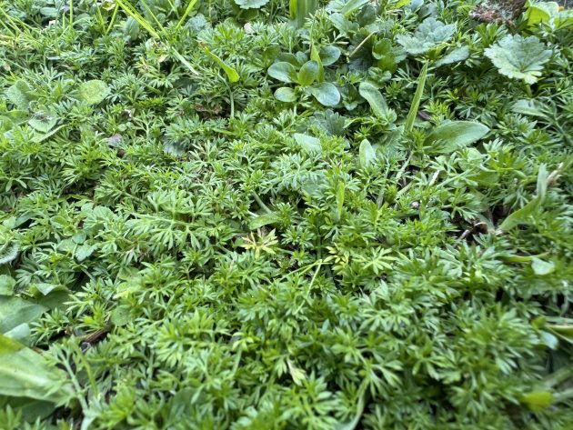 Bindii (Jo-Jo Weed)