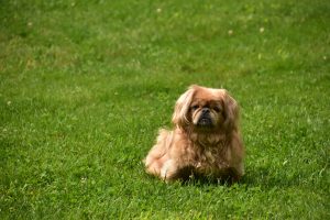 Choosing the Best Grass for Kids and Pets